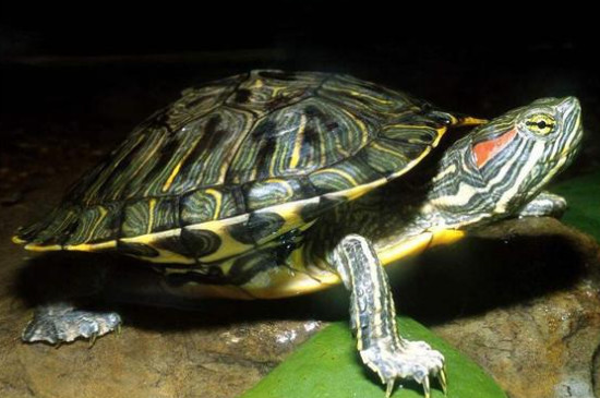乌龟一直扒拉缸意味着什么