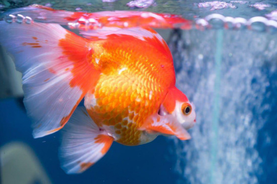 金鱼怎么养才能活很久没有制氧机