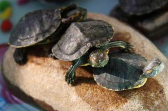 巴西龟冬眠和死亡的区别