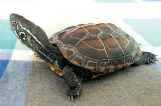 巴西龟冬眠中途醒了怎么办