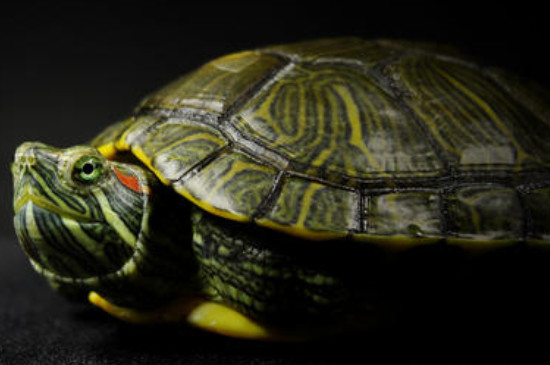 巴西龟可以多久不吃东西