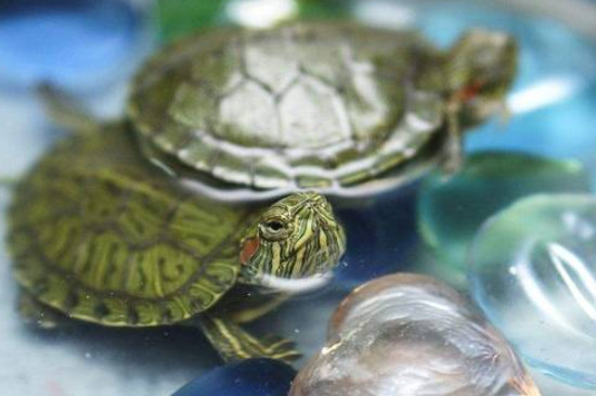 巴西龟一个月没水会死吗
