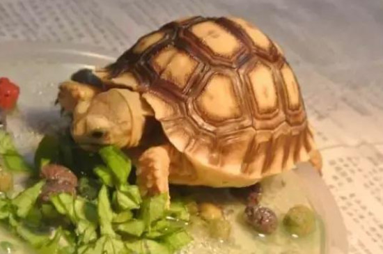幼龟怎么喂龟粮