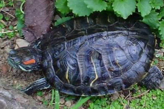 巴西龟长得大吗