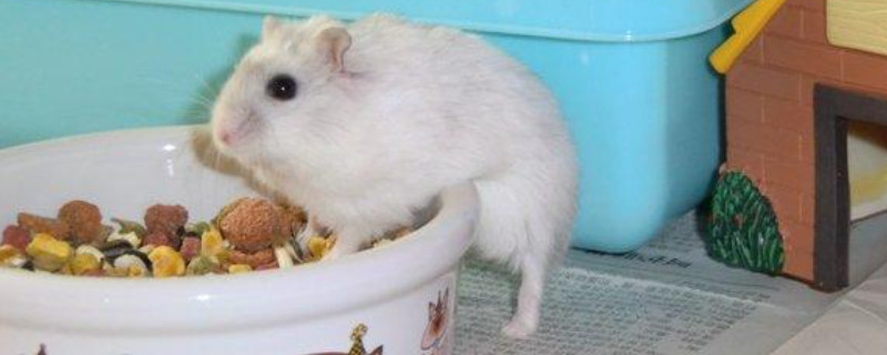 仓鼠可以吃菠菜叶子吗