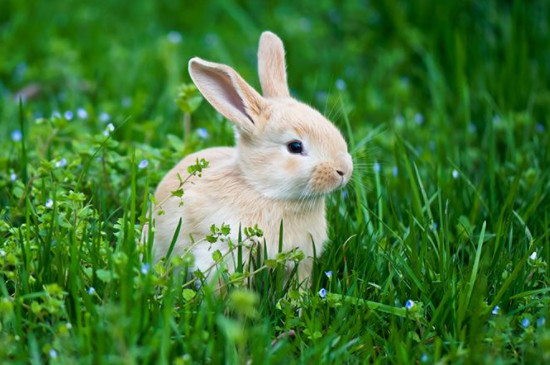 幼兔子能生吃胡萝卜吗