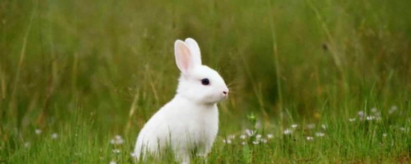 兔子为什么一直抖个不停?