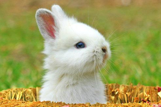 刚出生的兔子怎么养?