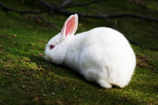 兔子为什么一直吃