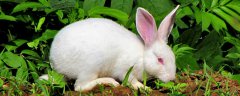 兔子能吃西瓜皮吗