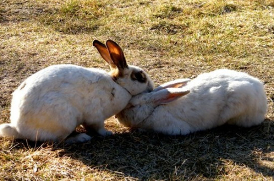 兔子能吃西瓜皮吗