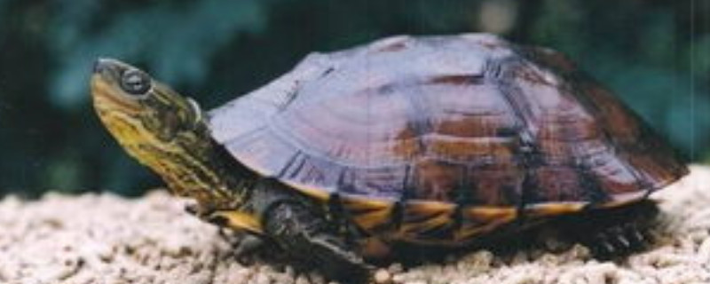 巴西龟冬眠被吵醒了怎么办