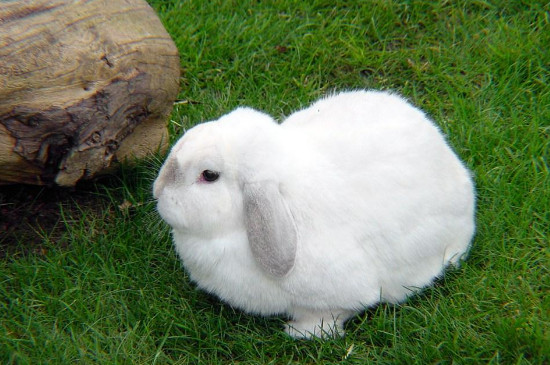 兔子粪便带胶状黏物是病了吗