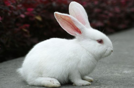 兔子粪便带胶状黏物是病了吗
