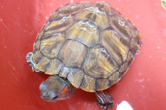 8到9厘米的巴西龟几岁