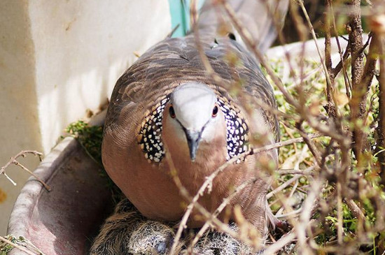 斑鸠孵蛋会离开窝多久