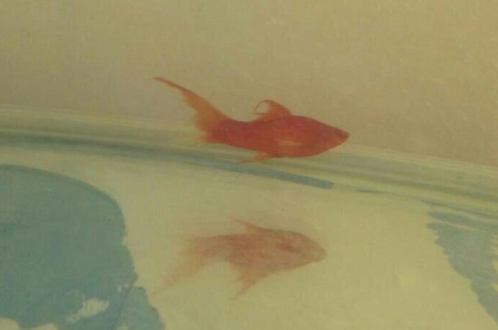 红箭鱼怎么繁殖