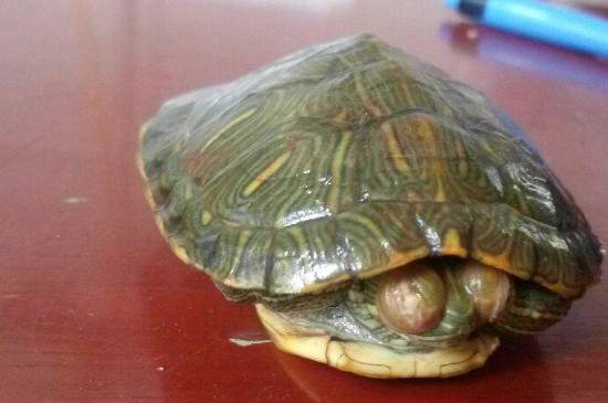 乌龟不动 不睁眼睛 不吃东西 是怎么回事