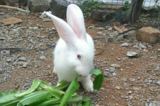 兔子几天不吃东西会被饿死