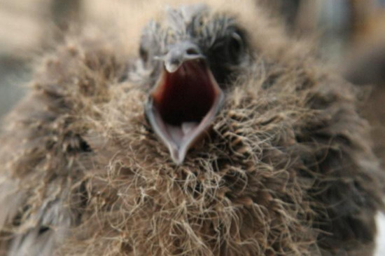 野生斑鸠幼崽怎么喂养