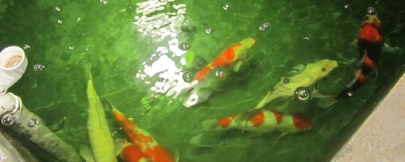 锦鲤池长绿藻怎么处理