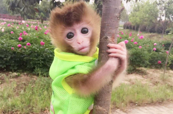 猴子可以家养吗