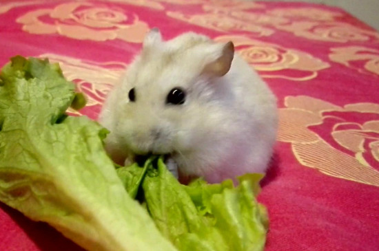 仓鼠可以吃白萝卜吗