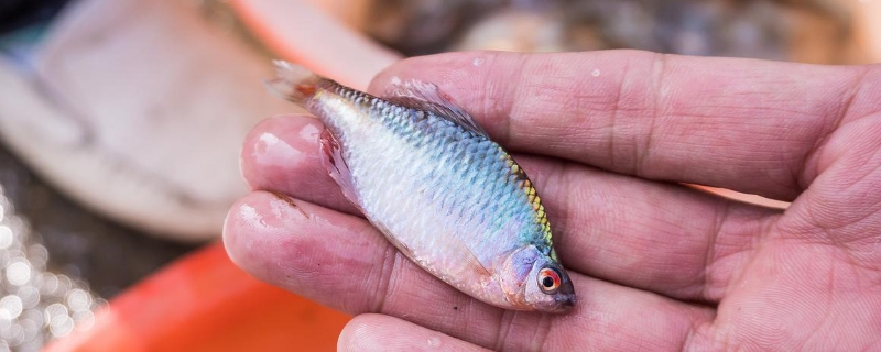 为什么鳑鲏鱼换水就死