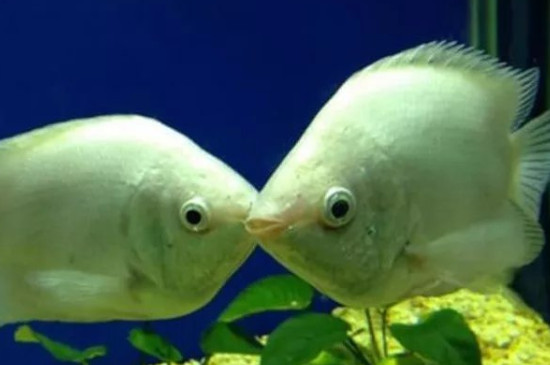 接吻鱼能和什么鱼混养