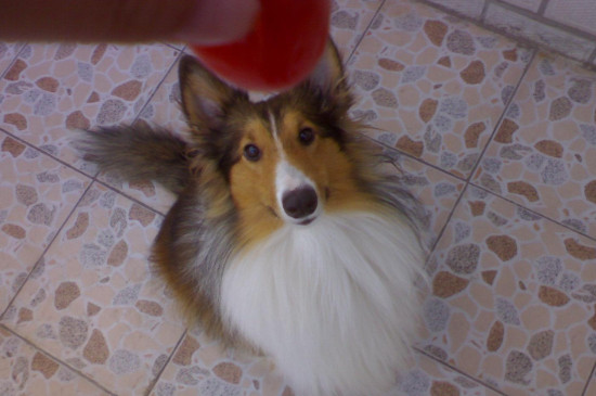 狗能吃小番茄吗为什么
