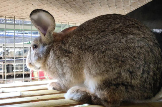 兔子能长多大