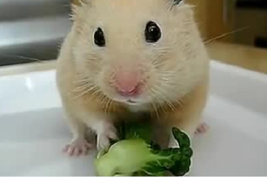 仓鼠能不能吃芒果