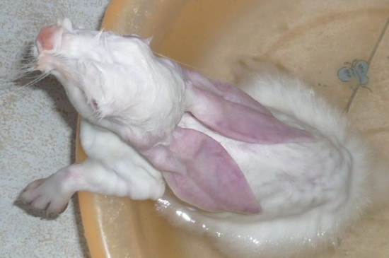 宠物兔可以洗澡的吗?