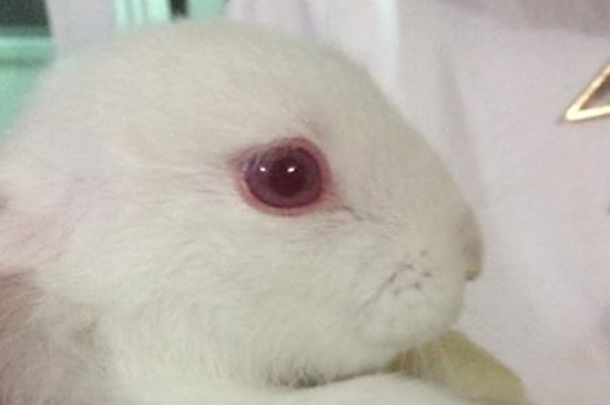 兔子眼睛凸出来怎么回事