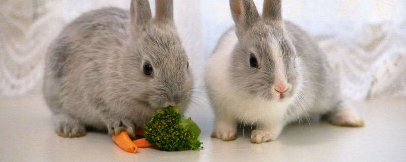兔子吃多了会撑死吗