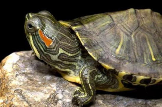 乌龟多大算成年龟