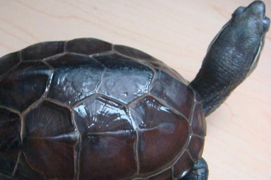 乌龟多大算成年龟