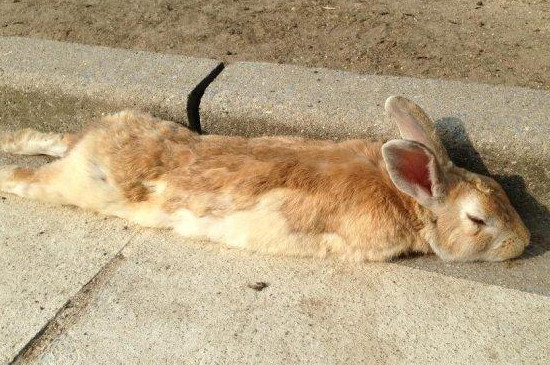 兔子是怎么睡觉的