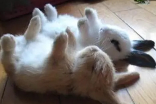 兔子是怎么睡觉的