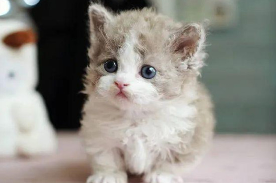 刚出生的小奶猫怎么养