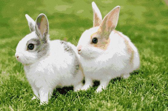 兔子能吃绿萝的叶子吗