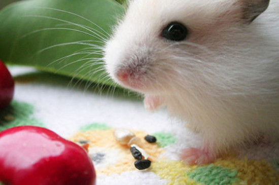 仓鼠可以吃樱桃吗