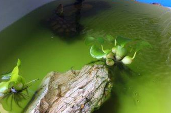 养龟绿水怎么培养