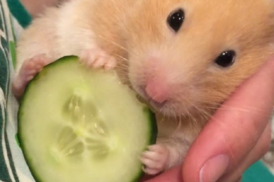 仓鼠能不能吃黄瓜