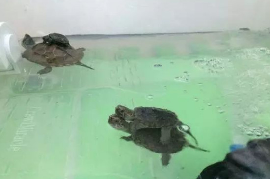 乌龟需要水养吗