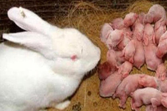 母兔子生了小兔子怎么养