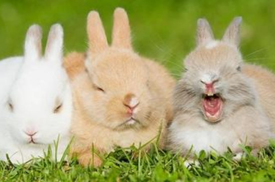 兔子下小兔子需要注意点什么