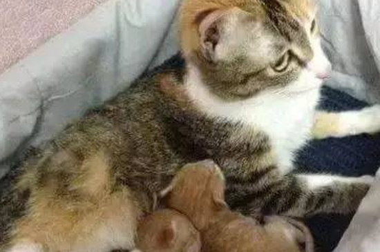 母猫不想带孩子的表现