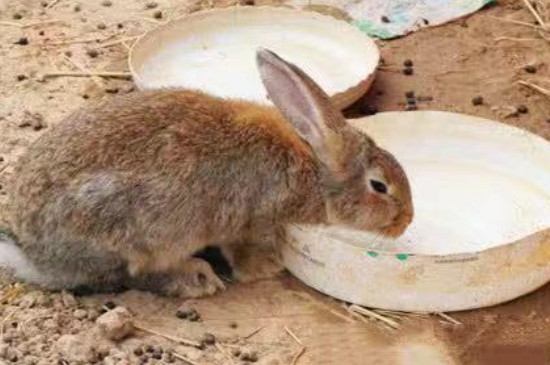 小兔子需要喂水吗