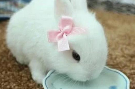 小兔子需要喂水吗